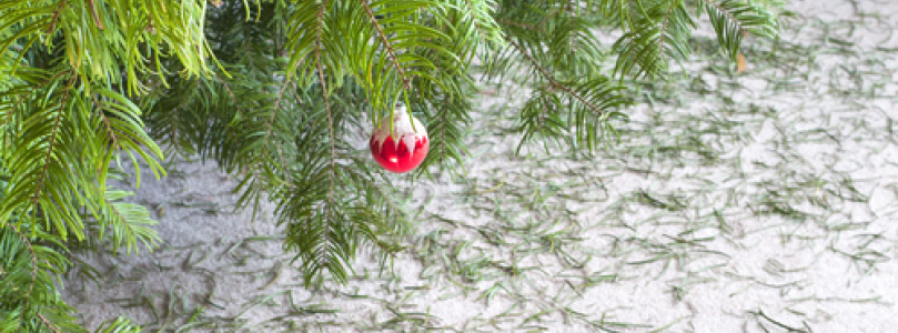 A karácsonyi fenyő hasznosítása