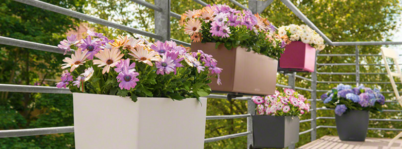 Virágok korlátok nélkül