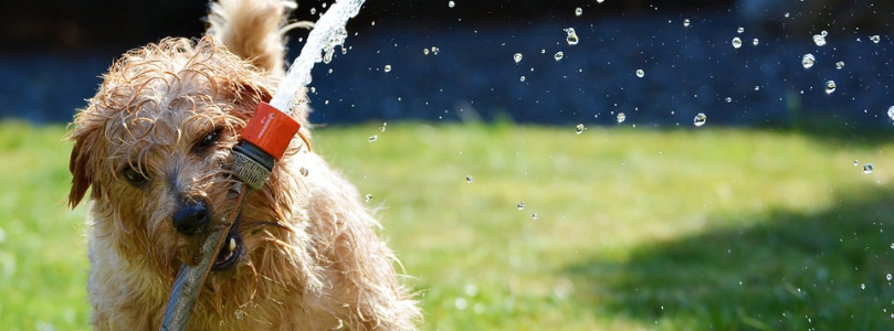 5 kertápolási trükk kánikulára a tökéletes pázsitért